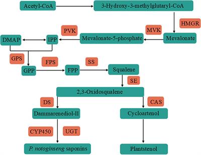 The effects of different hormone combinations on the growth of Panax notoginseng anther callus based on metabolome analysis